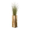 AnyConv.com 411810 Pennisetum grasplant 100 2 1