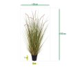 AnyConv.com 411810 Pennisetum grasplant 100 size