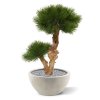 pinus bonsai kunstboom 55 cm op voet 151805 2 1