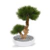 151805 pinus bonsai 55 op voet perth 34 shiny white