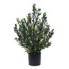 AnyConv.com 129005UV Buxus Bush 50