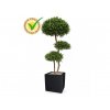 Umelý strom Buxus koule x 3 (140cm) - UV  buxus / zimostráz