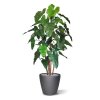 philodendron deluxe kunstboom 170 cm 152317 3