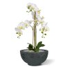 AnyConv.com Phalaenopsis x3 in pot 443207 4 3