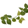 AnyConv.com Philodendron Micans RT guirlande 180 303418 2 2