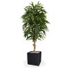 AnyConv.com 109617 longifolia royal deluxe 165 panama 40 shiny black 1 3