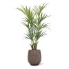 AnyConv.com Kentia kunstpalm Deluxe 165cm Baq 6OPSD38RG 1