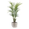 AnyConv.com Kentia kunstpalm 165cm in Terreno F8746 1