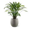 AnyConv.com 152208 Calathea Kunstplant in pot F206 764
