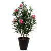 AnyConv.com oleander 150cm rose in conico 40cm 5