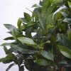 AnyConv.com laurier bal op stam 70 cm kunstplant 125107 6 2