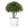 AnyConv.com laurier bal op stam 70 cm kunstplant 125107 5 2