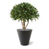 AnyConv.com laurier bal op stam 70 cm kunstplant 125107 3 2