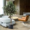 AnyConv.com ficus exotica kunstboom 330 cm 112330 9 2 3