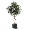AnyConv.com ficus exotica kunstboom 330 cm 112330 5 1 3