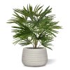 AnyConv.com Baby Fan Palm 45 184904 4