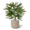 AnyConv.com Baby Fan Palm 45 184904 3