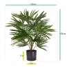 AnyConv.com Baby Fan Palm 45 184904 6