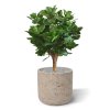 AnyConv.com clusia bol kunstplant 55 cm 153806 2 4