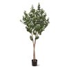 AnyConv.com 143015 Eucalyptus 170 01