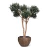 AnyConv.com Oliven Kunstbaum XL 250cm in Topf 485402