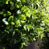 AnyConv.com buxus bol deluxe x3 175 cm uv 138617uv 6 3