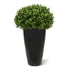 AnyConv.com buxus bol half 60 cm uv 138906uv 2 1