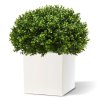 AnyConv.com buxus bol half 60 cm uv 138906uv 5 3