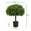 AnyConv.com buxus bol half 60 cm uv 138906uv 8 3