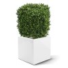 AnyConv.com kunst buxus vierkant 30 cm uv 138703uv 4 4