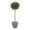 AnyConv.com Ilex bol kunstboom op stam 135cm pot High Quality 2