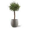 AnyConv.com olijf kunstboom op stam 120cm uv in pot combination image 4