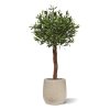 AnyConv.com olijf kunstboom op stam 120cm uv in pot combination image 1