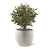 olijf kunstbol d 50cm uv in pot combination image 4