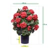 AnyConv.com 145005UVRD Geranium bol 50 size 1