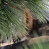 AnyConv.com 151806 pinus bonsai x3 60 close up 2 1 1 4
