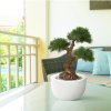 AnyConv.com pinus kunstbonsai 3 bollen 60 cm uv 151806uv 8 1 4