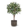 AnyConv.com Ficus Folia kunstplant op stam 75cm 3 1