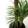 AnyConv.com areca kunstpalm deluxe 225 cm 170222 6 5
