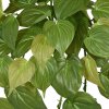AnyConv.com Philodendron Micans RT 45 211304 2 2