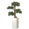 Podocarpus Pom Pom 150 cm Green V1060019