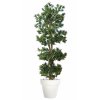 Podocarpus Step Tree Ø 70 h 220 cm Green V1093015