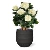 AnyConv.com hortensia uv kunstplant deluxe 65cm creme combination image 4