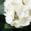 AnyConv.com 193907UVWI hortensia uv kunstplant deluxe 65cm creme 3 closeup1