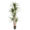 AnyConv.com 404816 draceana marginata kunstplant deluxe 160 v3