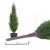 Cypris thuja 65cm trn new