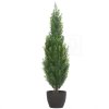 Cypris thuja 65cm new