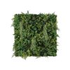 Wall fern1