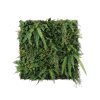 Wall fern long1
