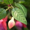 AnyConv.com 213105 fuchsia kunsthangplant closeup 2 6cq6iw